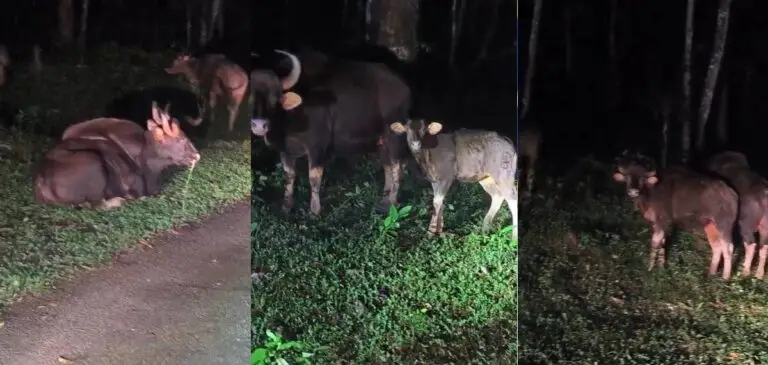 കൊല്ലത്ത് വീണ്ടും കാട്ടുപോത്ത് കൂട്ടം… നാട്ടുകാര്‍ ഭീതിയില്‍…