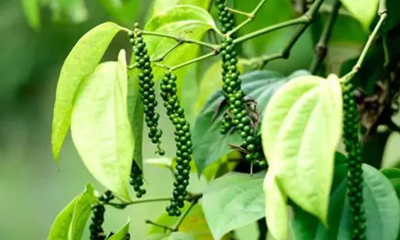 നാടൻകുരുമുളകിന് വിപണിയിൽ ക്ഷാമം, വില ഇനിയും വർദ്ധിച്ചേക്കും…