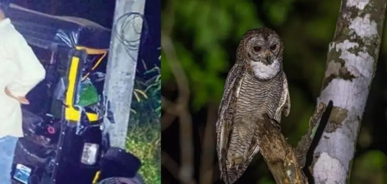 മൂങ്ങ ഡ്രൈവറുടെ തോളിൽ വന്നിരുന്നു.. ഓട്ടോ നിയന്ത്രണം വിട്ട് പോസ്റ്റിലേക്ക് പാഞ്ഞുകയറി…