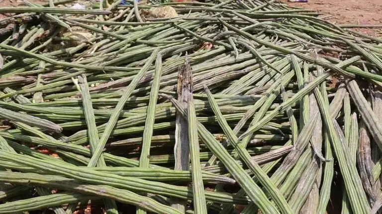 തീപിടിച്ച വില; റോക്കറ്റ് പോലെ കുതിച്ച് മുരിങ്ങക്കായ, കിലോയ്ക്ക്…