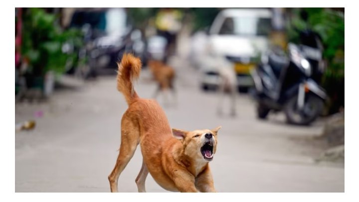 തെരുവ്‌നായയുടെ ആക്രമണത്തില്‍ വിദ്യാര്‍ത്ഥിനിക്ക് പരിക്കേറ്റു